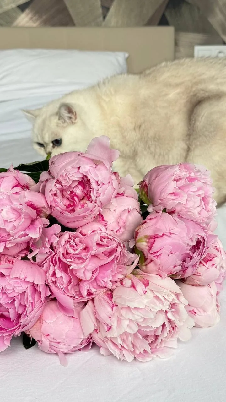 Вы только посмотрите, как раскрываются наши пионы 🌸