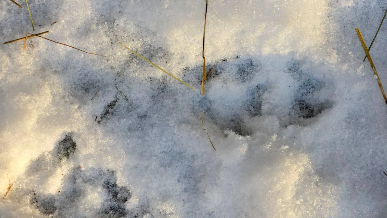 ☃️Пока за окном лежит снег, предлагаем вам вновь почувствовать себя следопытами. В эту воскресную ви