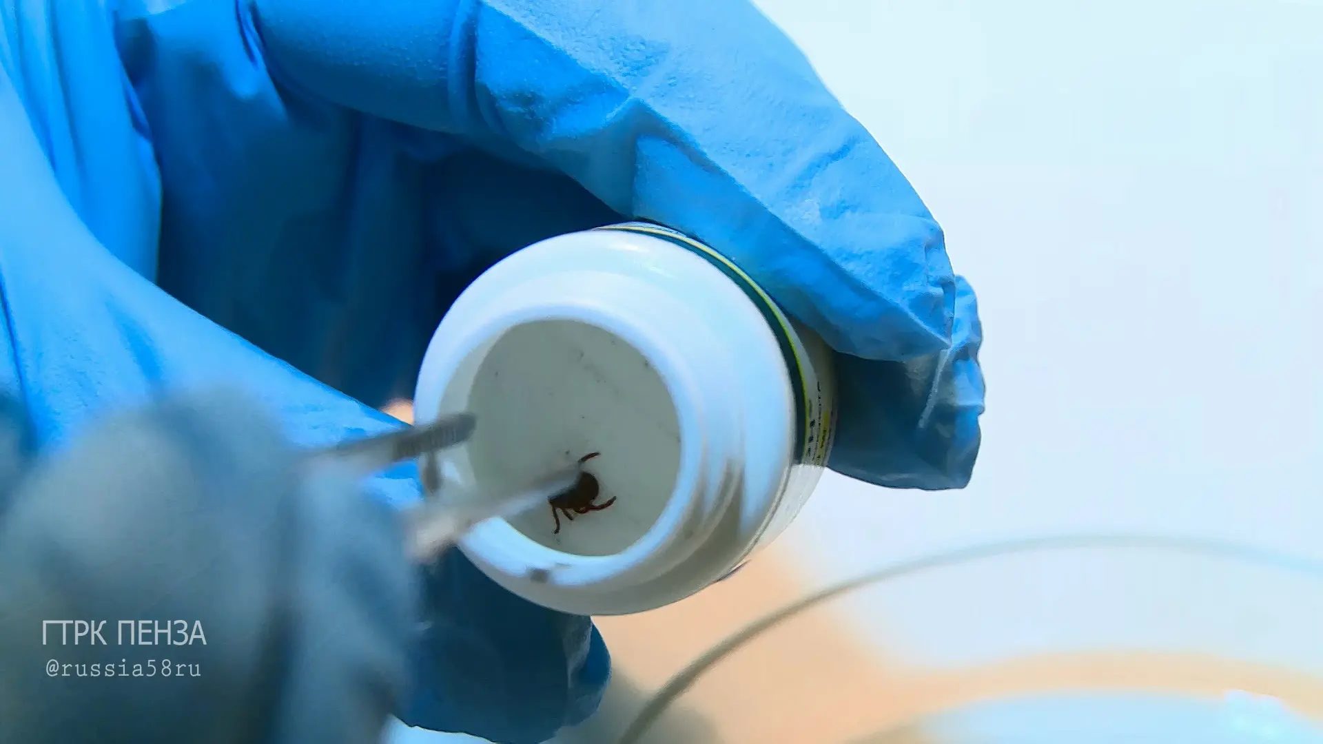 🕷️ В Пензенской области проснулись клещи  Этой весной уже зафиксированы случаи укусов. Переносчики б