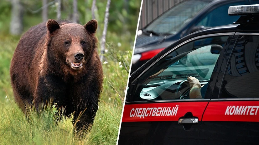 Обыски в Минприроды Красноярского края! Возбуждено дело о халатности!