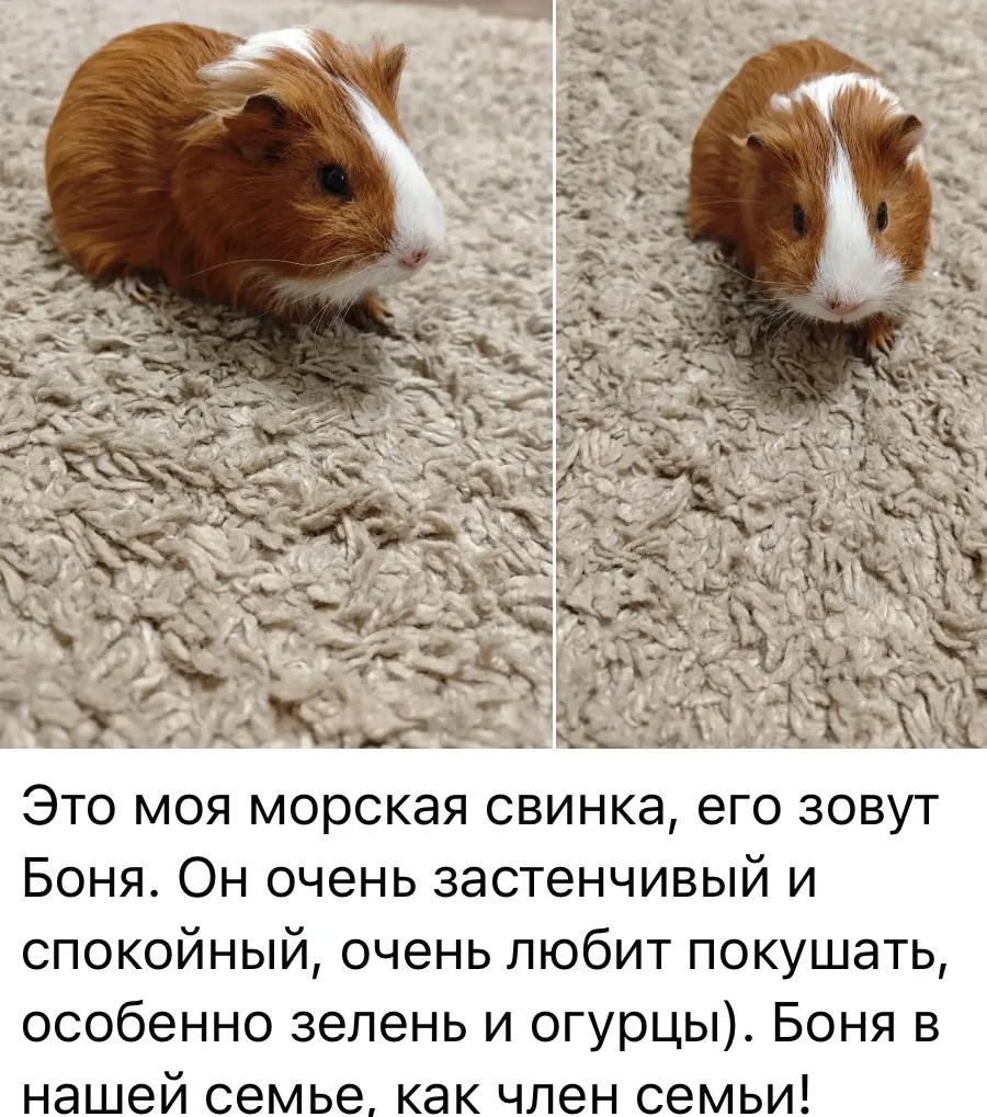 Рубрика Пушистые друзья пятнашек!