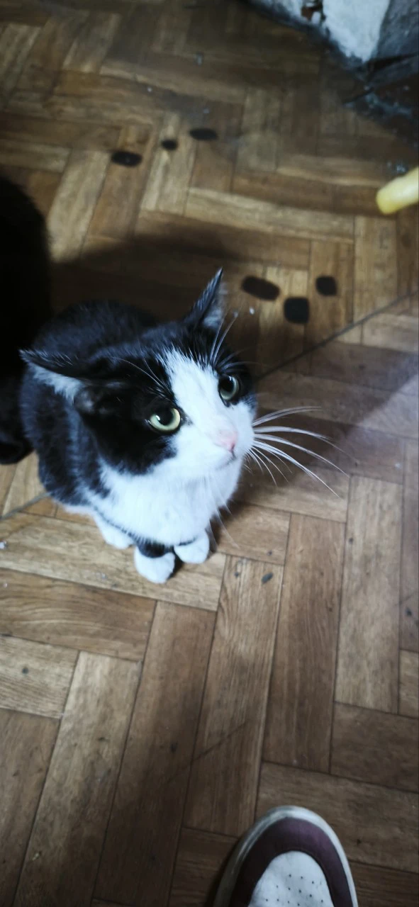 Отдам кота 😽 ему 7 месяцев, умничка, ловит мышей 🪤, к лотку приучен, общительный, у с...