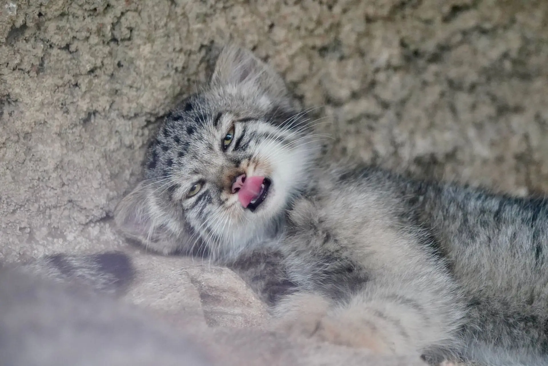 Хочется и спать и есть...😺⁠⁠🤗