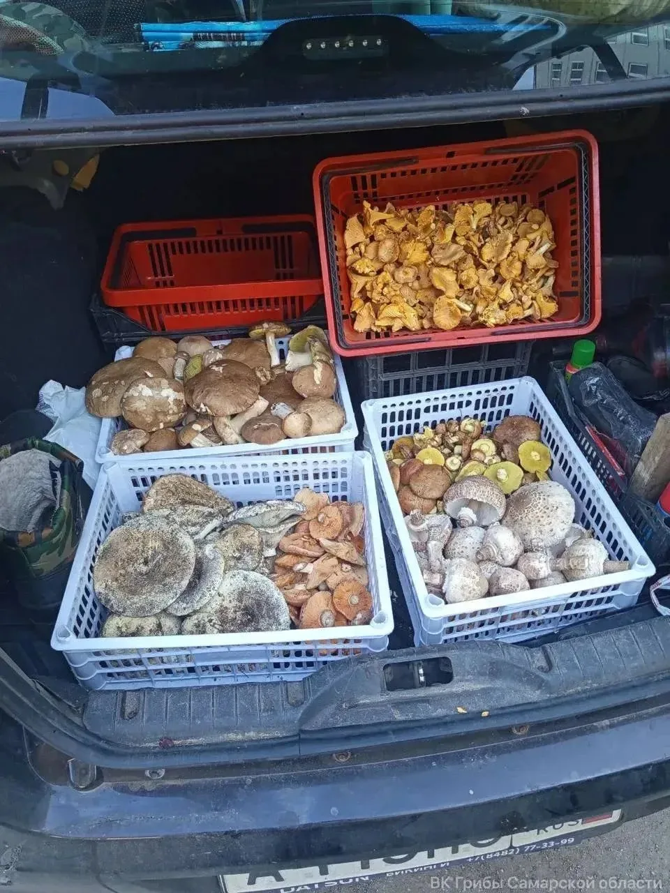 🍄‍🟫Полные багажники и ведра: грибники хвастаются урожаем в Самарской области