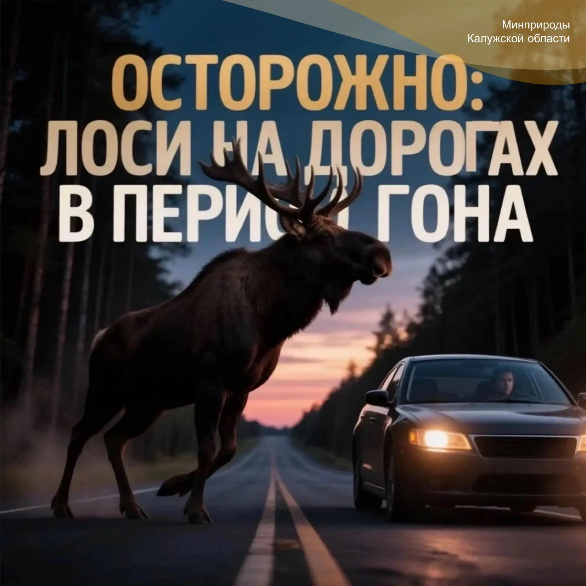 Внимание водителям: сентябрь — пик периода гона у лосей!