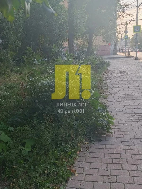 Опиленные ветки на улице Первомайской остались лежать на тротуаре