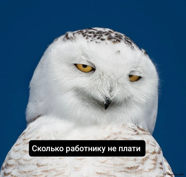 Пословица, которую мы заслужили 😁

Совушки🦉