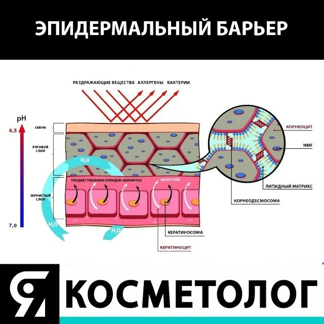 Сохраните шпаргалку, чтобы не потерять📥
⠀
🙋 «Эпидермальный барьер» имеет целую систему барьеров, с