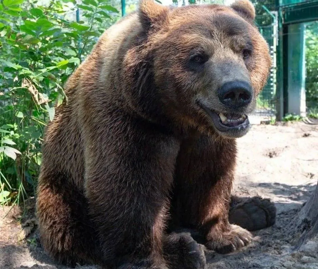 Нашествие медведей в России связали с недостаточной вырубкой лесов