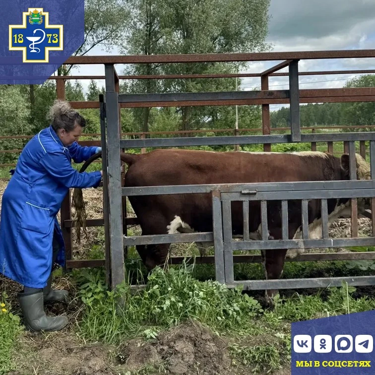 🐄 Ветеринарные будни специалистов Мещовского отдела ГБУ КО "Сухиничская межрайонная ве...
