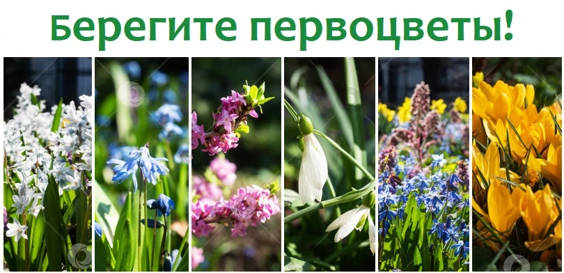 Итоги конкурса «Первоцветы под защиту!»  Учащийся 4А класса Столяров Евгений стал победителем городс