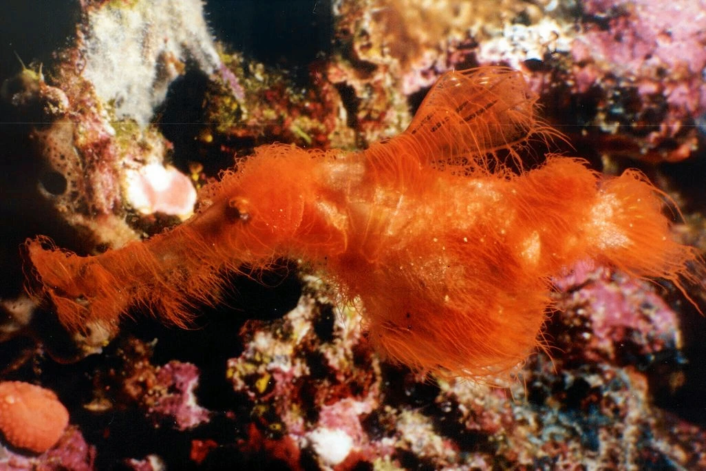 Пушистая рыба получила имя героя «Улицы Сезам» 🐠