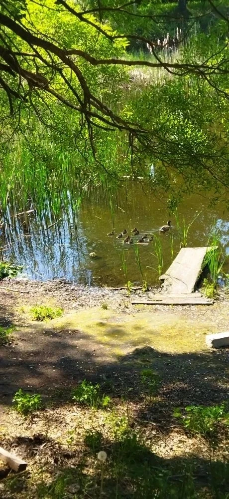 🌳Наши экскурсии   Одно из самых живописных мест Ульяновска посетил 2д класс -  Ульяновский дендропар