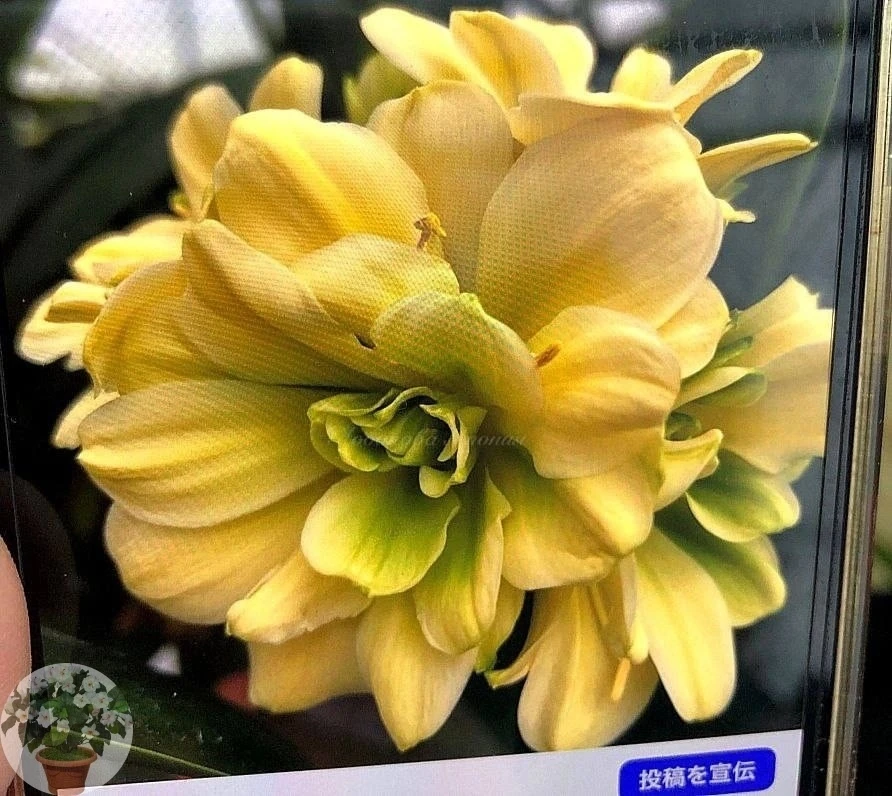 Κливия