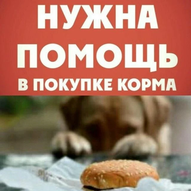 ОЧЕНЬ НУЖНА ПОМОЩЬ ЕДОЙ 🙏🙏🙏