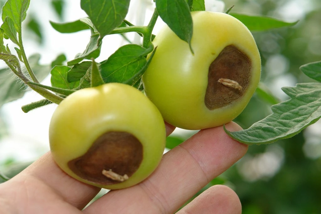 🌱 Восполняем дефицит кальция у томатов