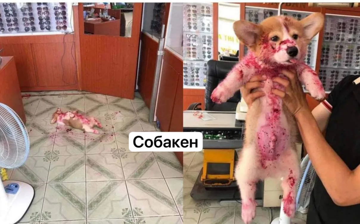 Абсолютный чемпион в сфере шок-контента — собакен, который обожрался малинового варенья...