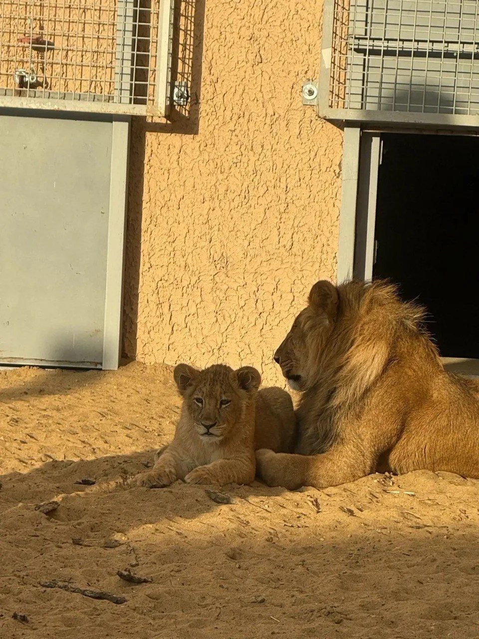 🦁 Лев Аполлон останется жить в Пермском зоопарке