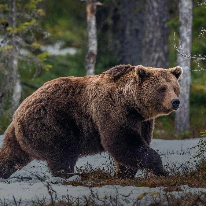 ❗️🐻 Медведей в Татарстане начали чаще замечать рядом с жилыми домами — жителей призвал...