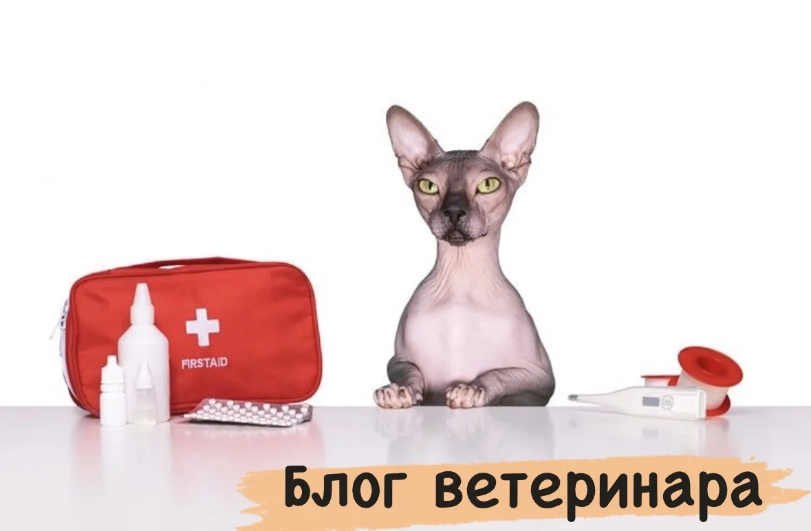 СОХРАНИ СЕБЕ: Шпаргалка экстренной помощи для владельцев кошек

Организм кошки очень миниатюрный, и 