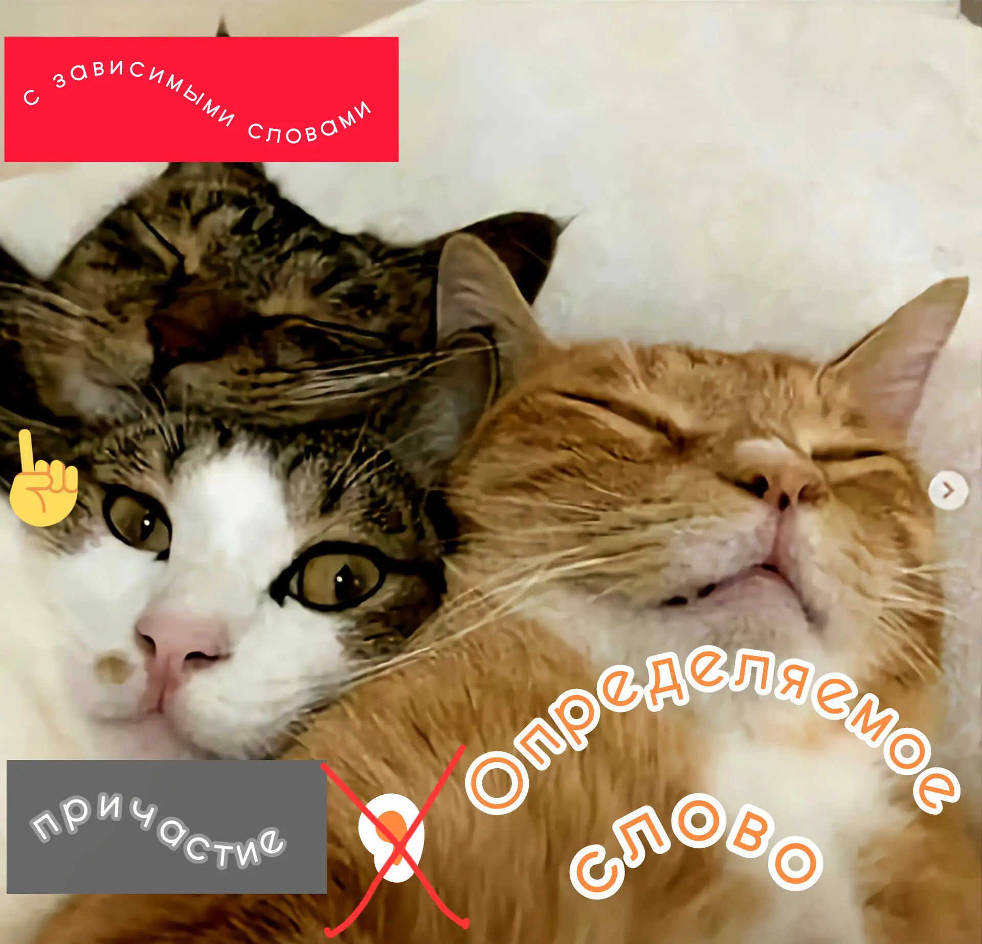 🤩Я нашла этих котов, благодаря мему Нины Джиго в комментариях,
они снимались специально для моей ин