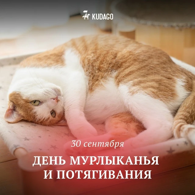 Сегодня — День мурлыканья и потягивания