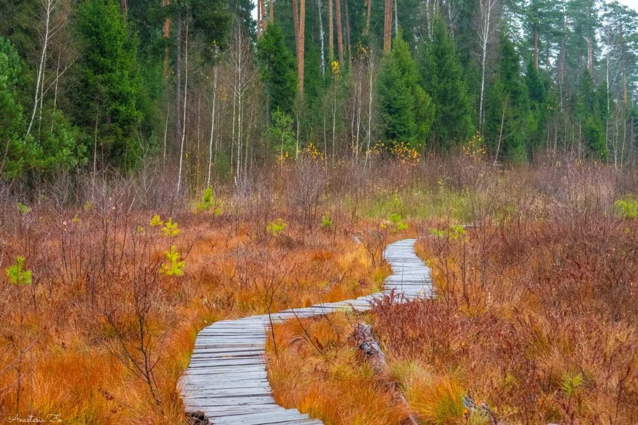 Природный заказник «Звенигородская биостанция МГУ и карьер Сима» 🍁