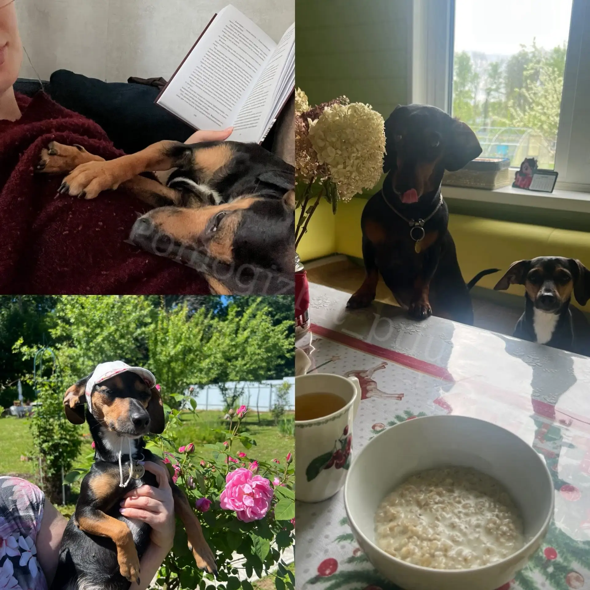 Привет из дома от Лаки и Мини! 🐾💕

Знаете это чувство, когда просыпаешься и понимаешь: ты дома. На