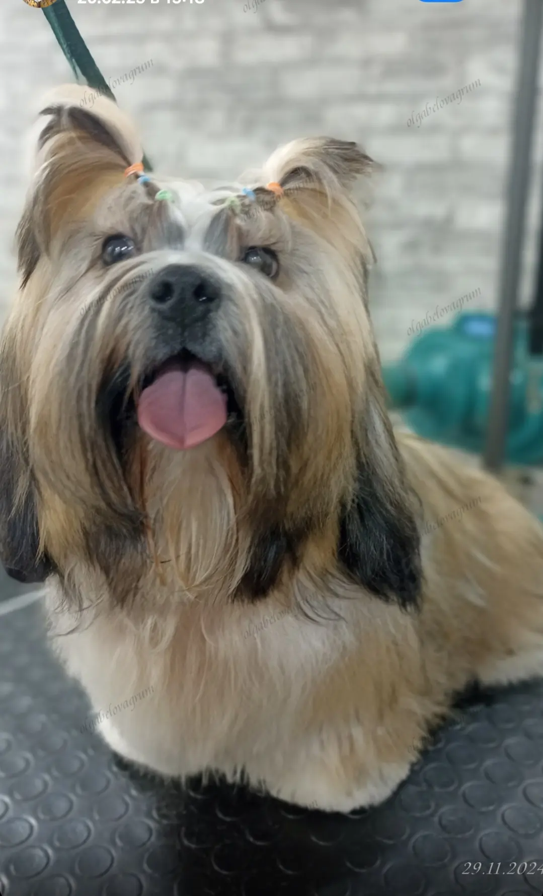 🐾🫧🛁🧽✂️🐩✨Комплекс для породы собак "Ши-тцу" 2000₽:
Черновая стрижка, гигиенические процедуры, мы