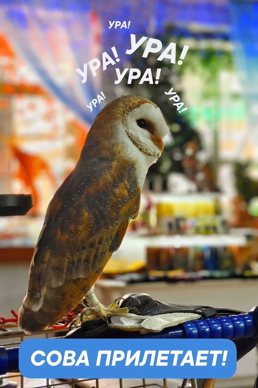 🦉 Сова Астрид снова прилетит в Кострому: известны даты встреч до конца года!