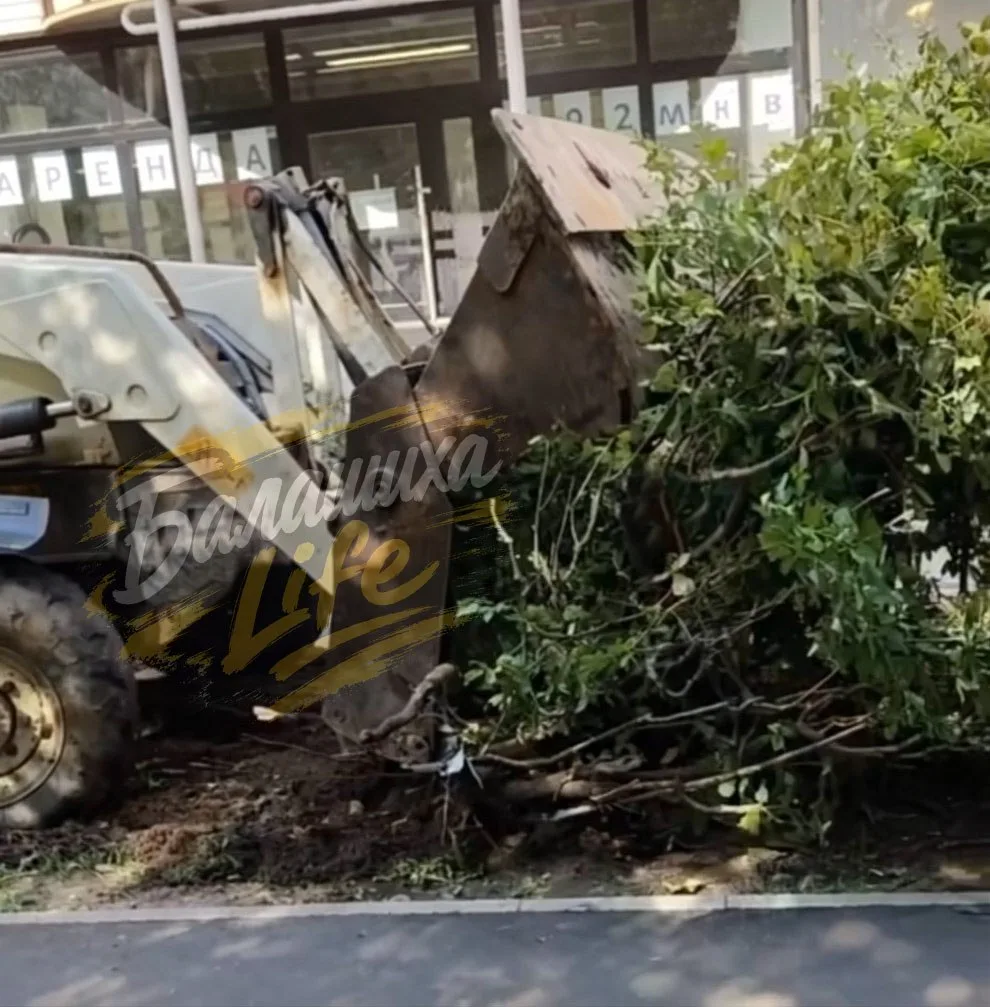 🌳 Живые кусты вырубают на бульваре Крупской — жители в недоумении