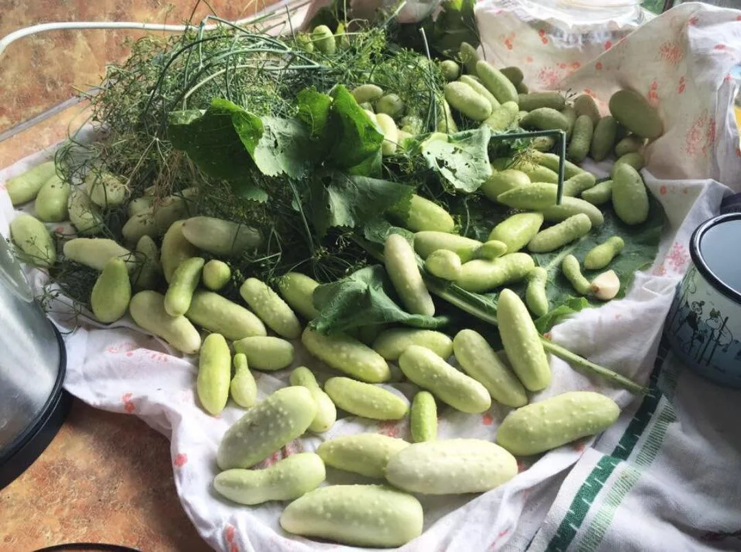 Огурец Белый ангел: необычное воплощение традиционного вкуса  Этот удивительный гибрид – сама нежнос