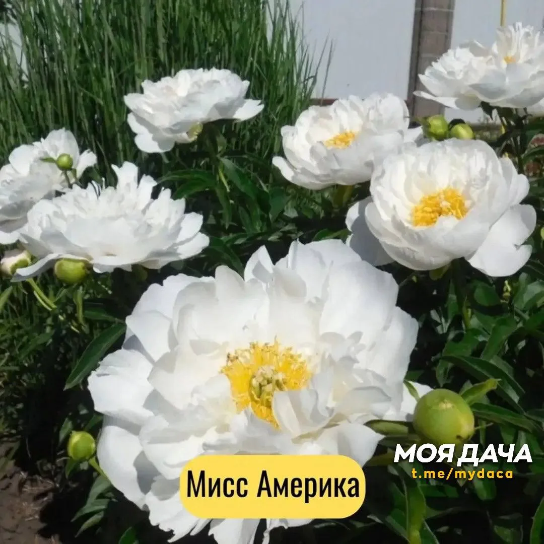 Анемоновидные пионы 🌷

Это переходная форма между простыми и махровыми пионами. Они отличаются тем,