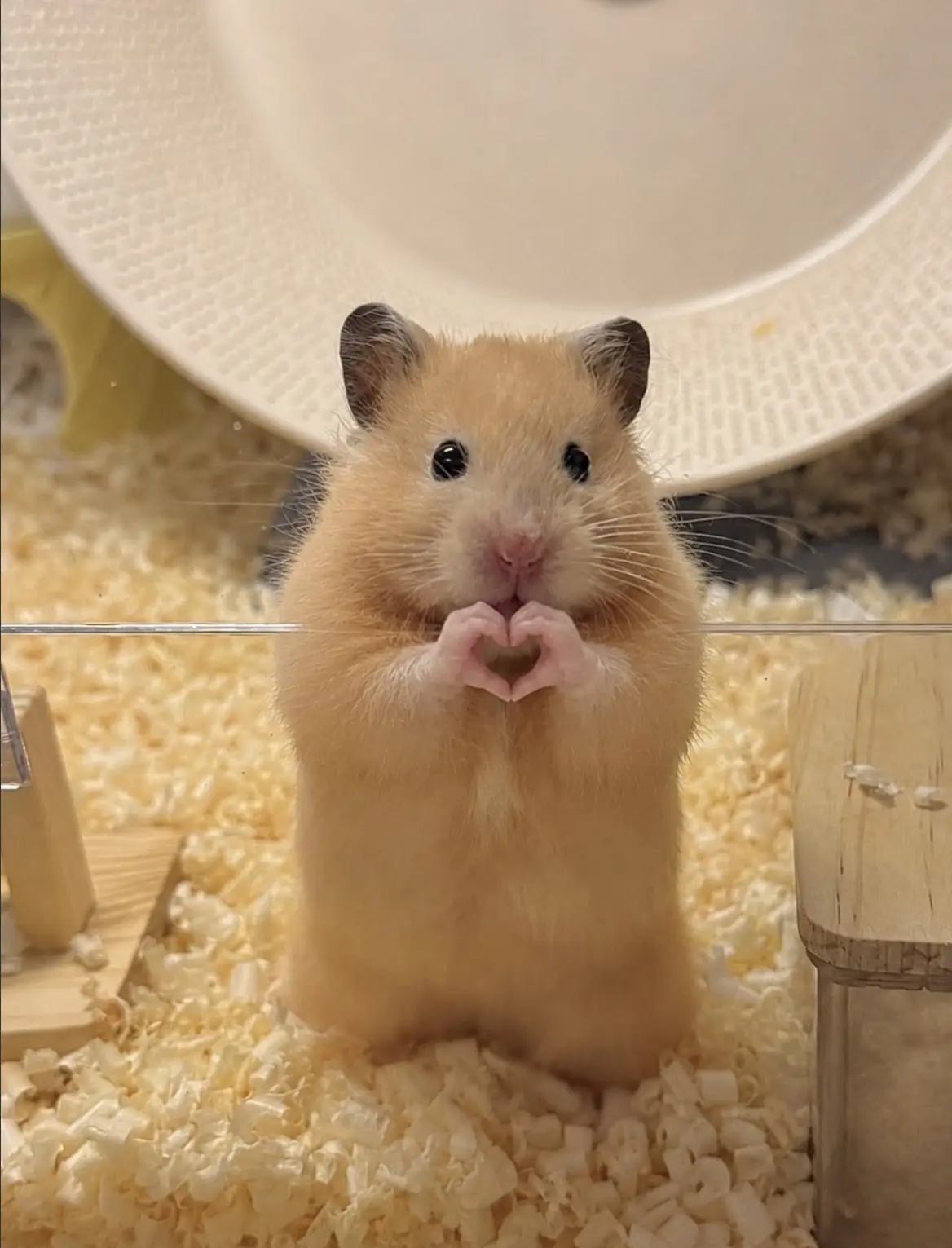 🐹 Хомячки — это не просто «милые комочки», а настоящие мастера выживания! Вот 5 крутых...