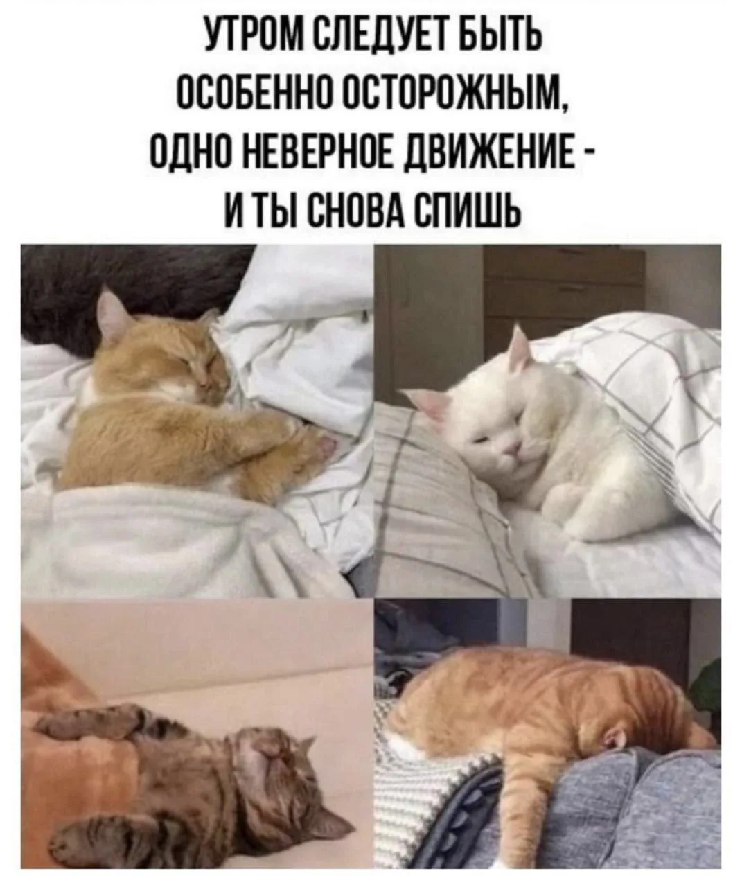 МемоБосс
