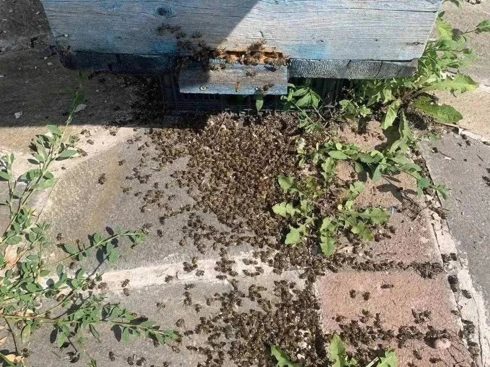 Пестициды в рапсе: массовая гибель пчёл

🐝 Инспекторы Россельхознадзора обнаружили остатки химикато