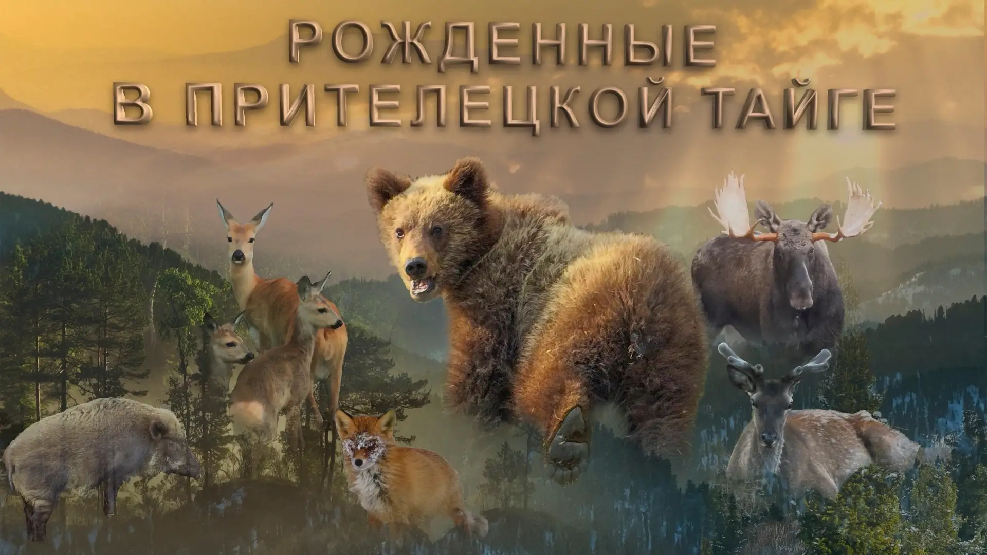 🎬 Трейлер фильма «Рождённые в прителецкой тайге»