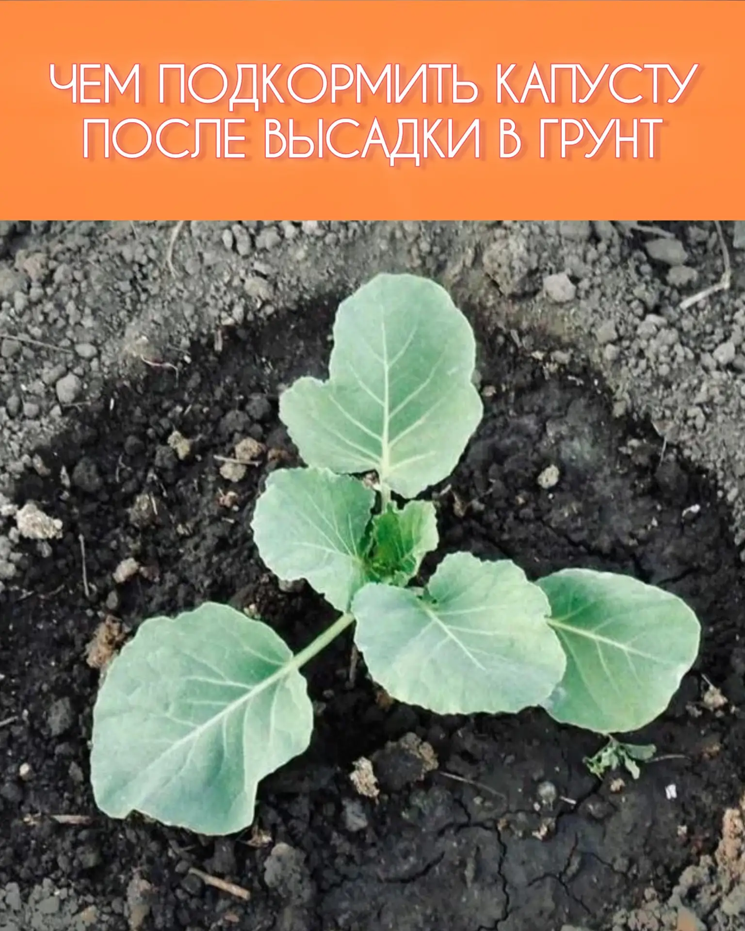 ЧЕМ ПОДКОРМИТЬ КАПУСТУ ПОСЛЕ ВЫСАДКИ В ГРУНТ: ПОЛНОЕ РУКОВОДСТВО

Вы высадили рассаду капусты на гря
