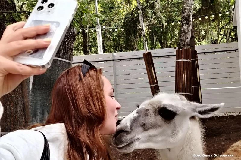 В курганском ЦПКиО открылся парк альпак