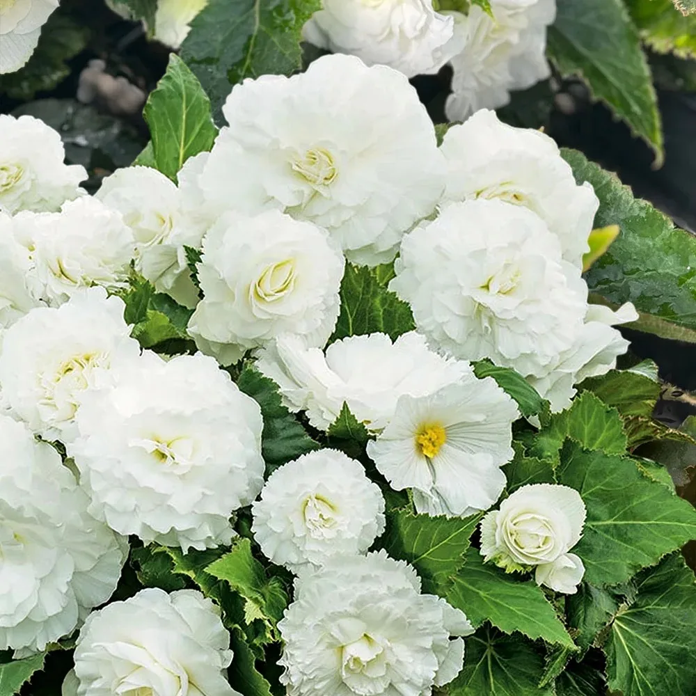Новинки клубневых бегоний для вдохновения! 🌺  Готовы превратить балкон, террасу или клумбу в выставк