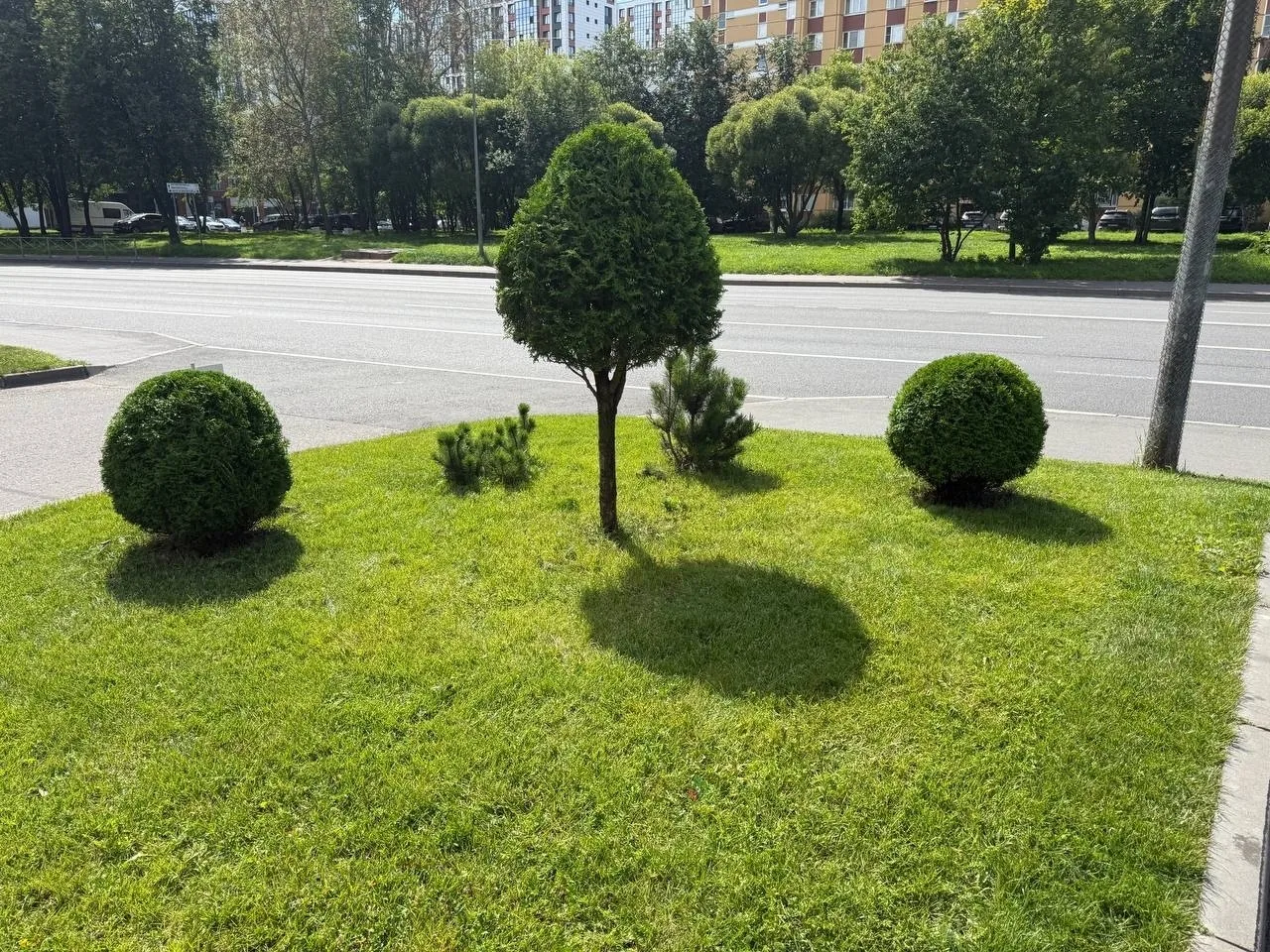 На улице Бабушкина ночью пропали две туи