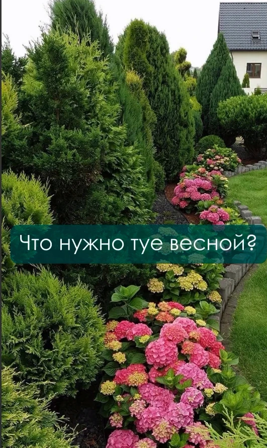 ВЕСЕННИЙ УХОД ЗА ТУЯМИ: как правильно оживить зеленых красавиц 🌲