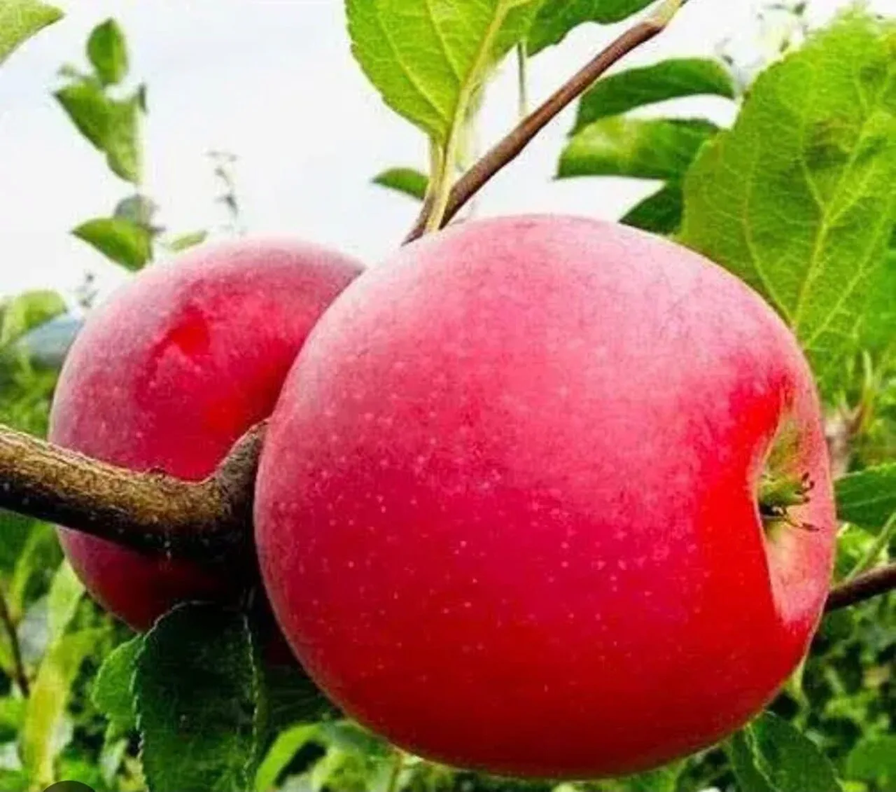 🍎 Яблоко айдаред 50₽ за килограмм, опт от 1 коробки,