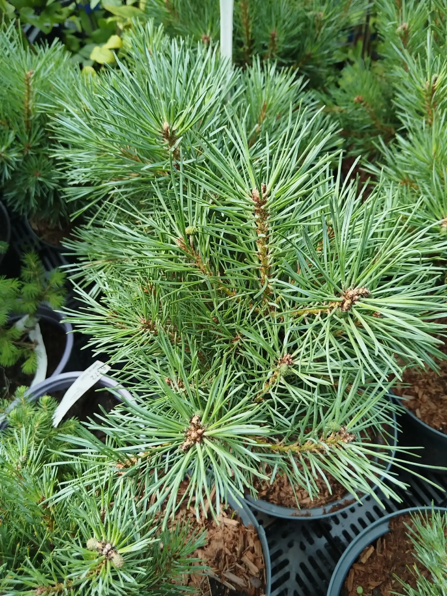 🌲Сосна обыкновенная «Чантри Блю»🌲 4055 руб. ✅