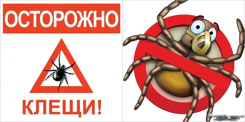 Осторожно, клещи! Как защитить детей весной и летом