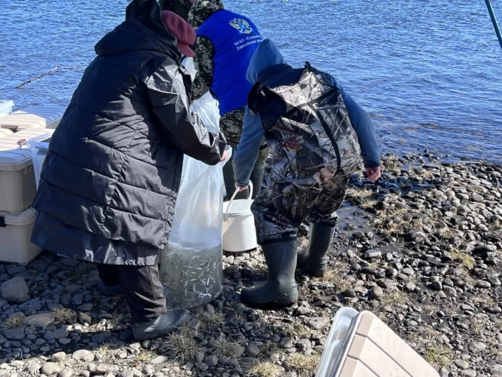 🐟 «Норникель» выпустил в озеро Кета более 55 тысяч мальков нельмы

В озеро Кета (бассейн реки Пясин