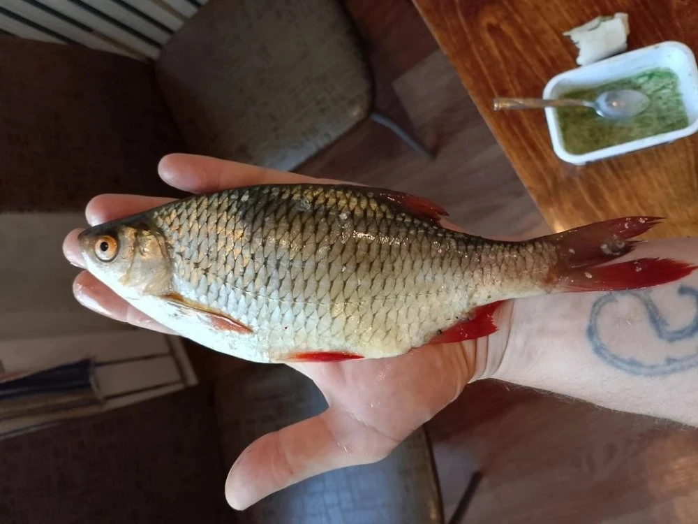 🎣 Щука вдоль волны, замороженный жук и «умная» кормушка: рыбакам рассказали главные секреты июня  На