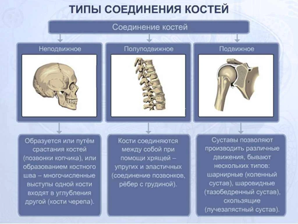Типы соединения костей