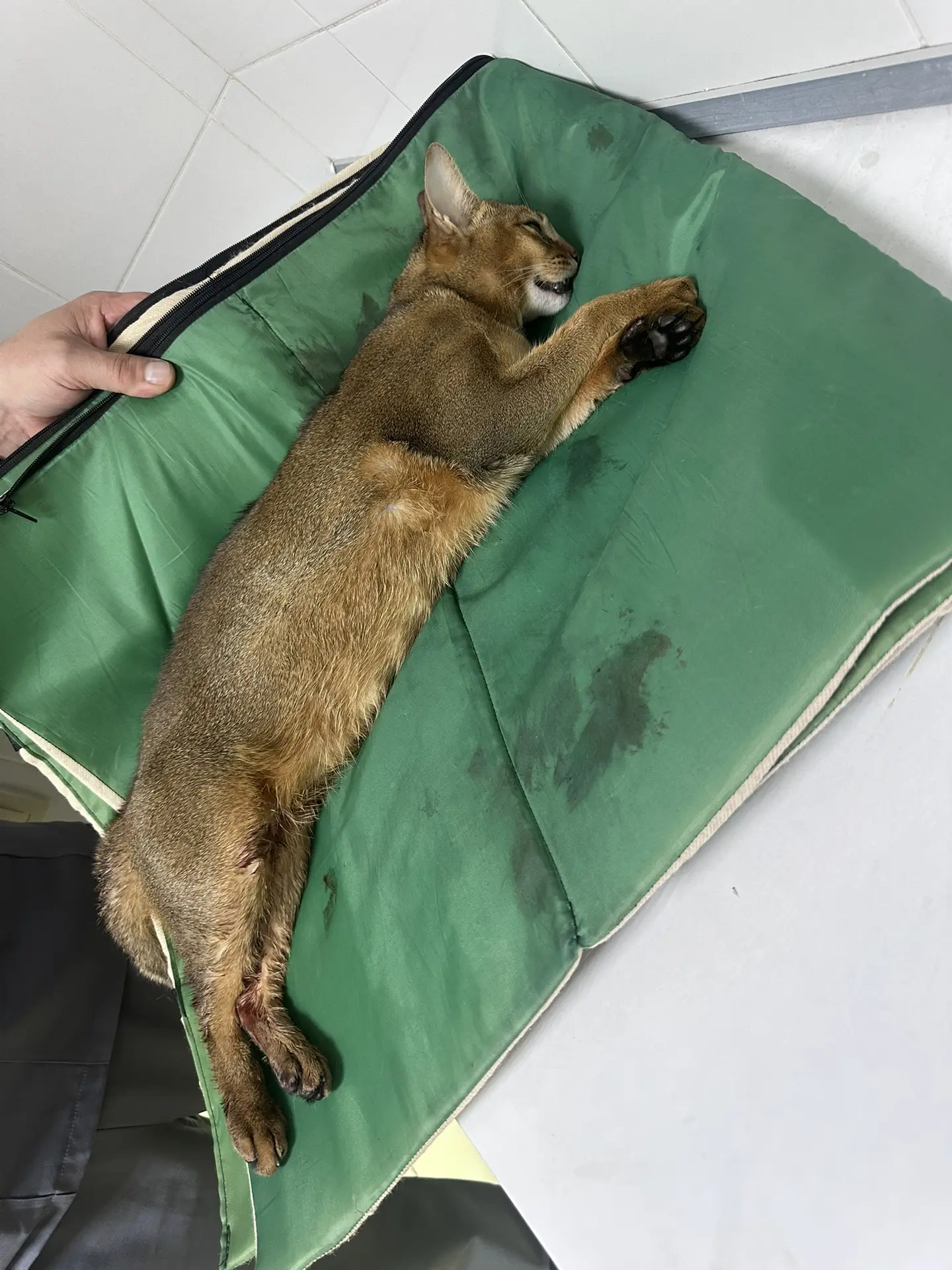 Чья кошка? Нашли сбитой во дворе ЖК Горячий. Срочно повезли в Багиру. Но было уже поздн...