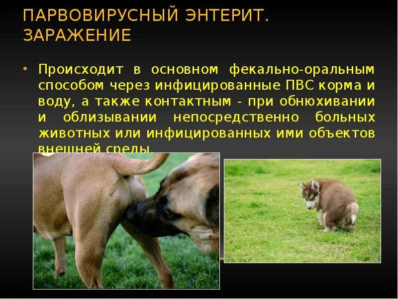 📌 Парвовирусный энтерит - серьёзная угроза для собак 🐕 и, особенно, для щенков. Это о...